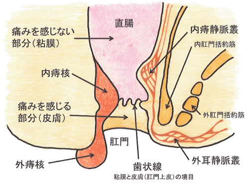 おしりの解剖図 　肛門括約筋　静脈叢