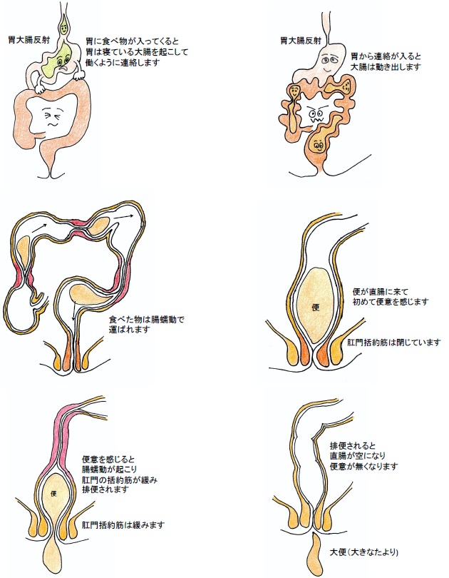 毎日の健康は 便 うんち でわかる 1 明治薬科大学セルフメディケーション学研究室